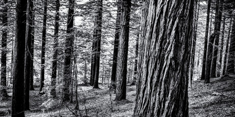 Forest scene bw by hotblack via Morguefile